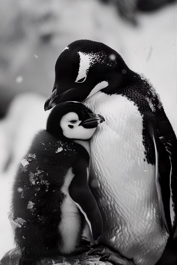 Penguin Parent and Chick Huddling in Snowy Photo Art Poster for Nursery Decor