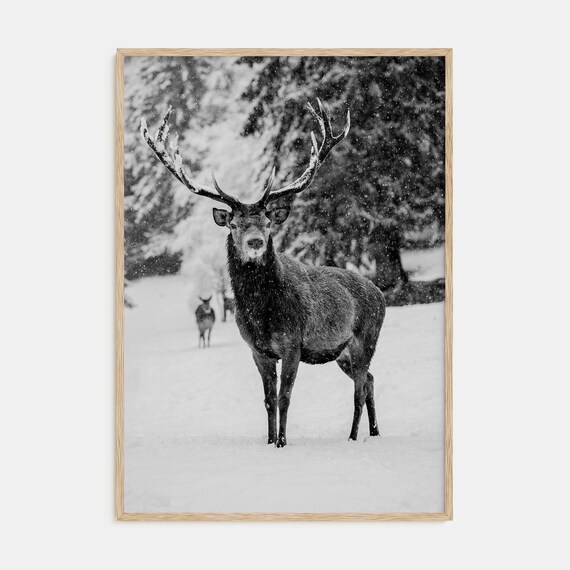 Majestic Red Deer Stag Snowfall Black and White Wildlife Poster