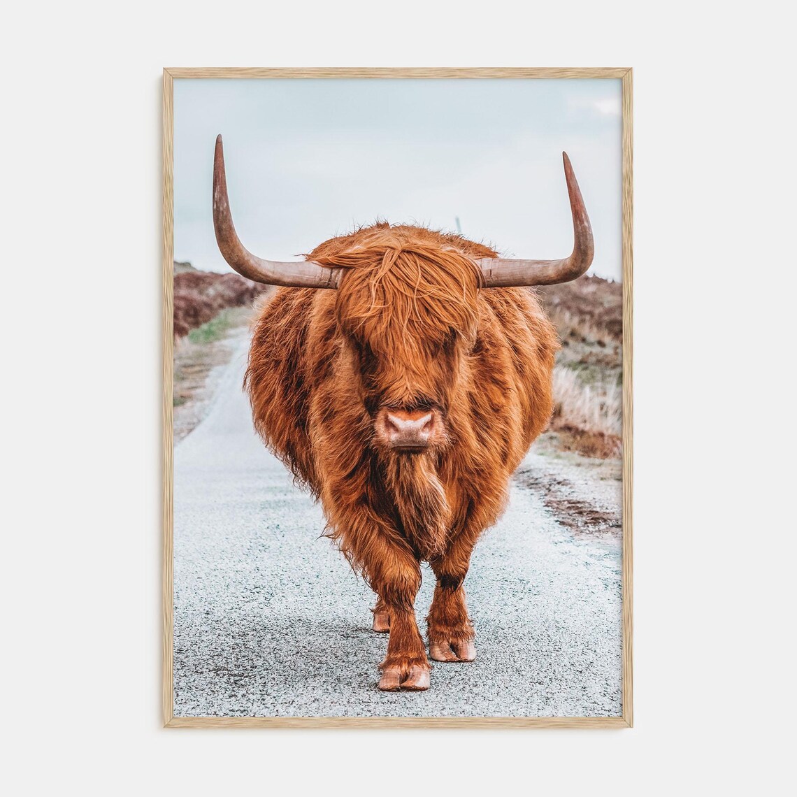 Highland Cow Walking Toward the Camera on a Country Road Poster