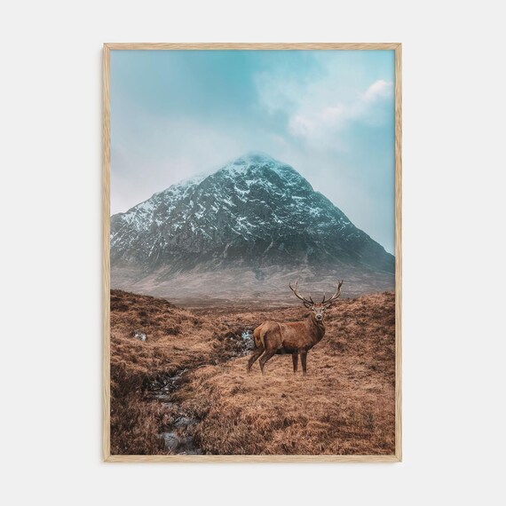 Red Deer Stag on Moorland Before Snow Capped Mountain Photo Poster