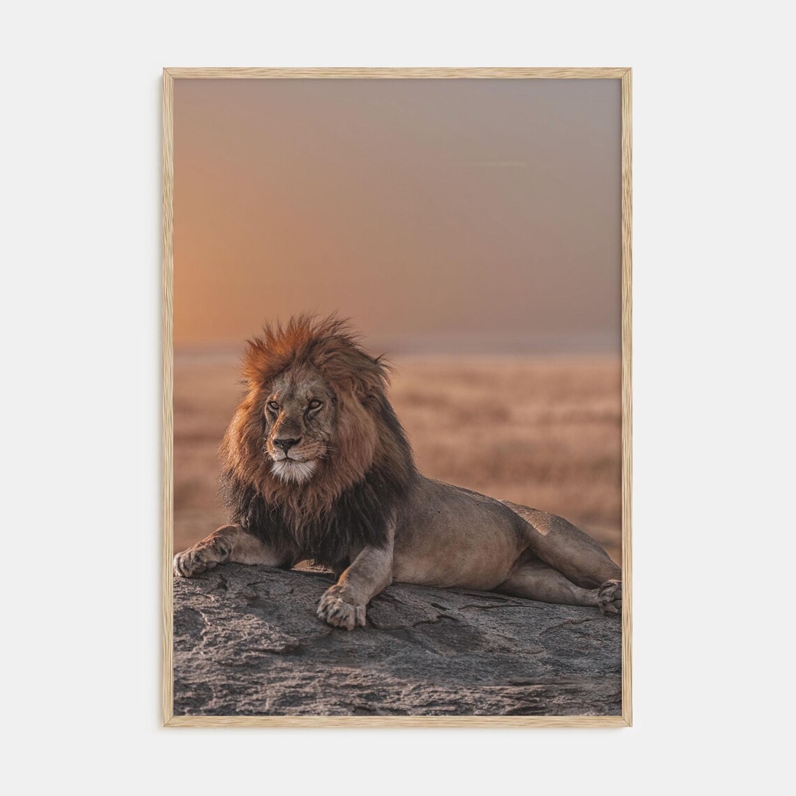 Male Lion Resting on Rock Savanna Sunset Wildlife Photo Poster