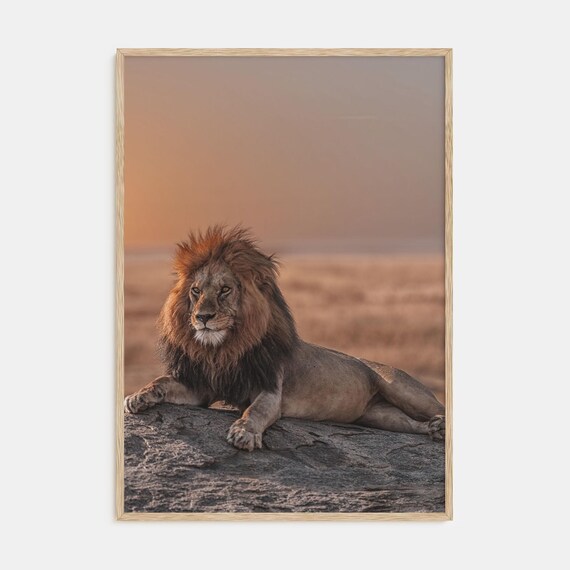 Male Lion Resting on Rock Savanna Sunset Wildlife Photo Poster