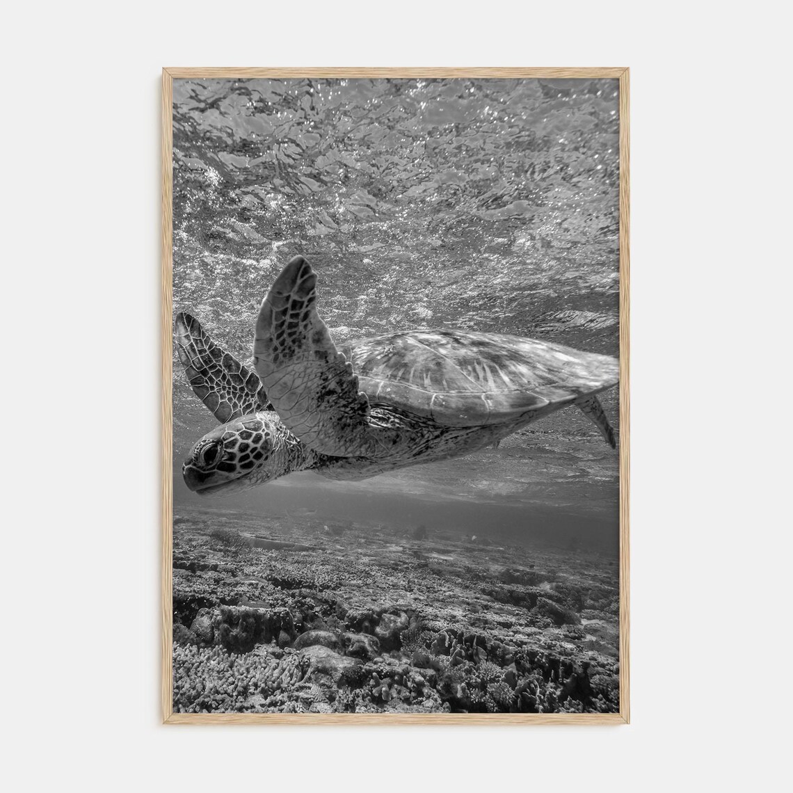 Turtle Black and White Photography Poster, Nautical