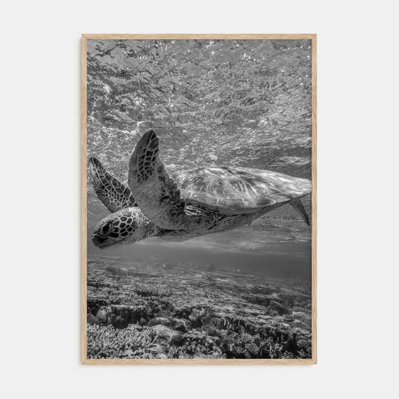 Turtle Black and White Photography Poster, Nautical