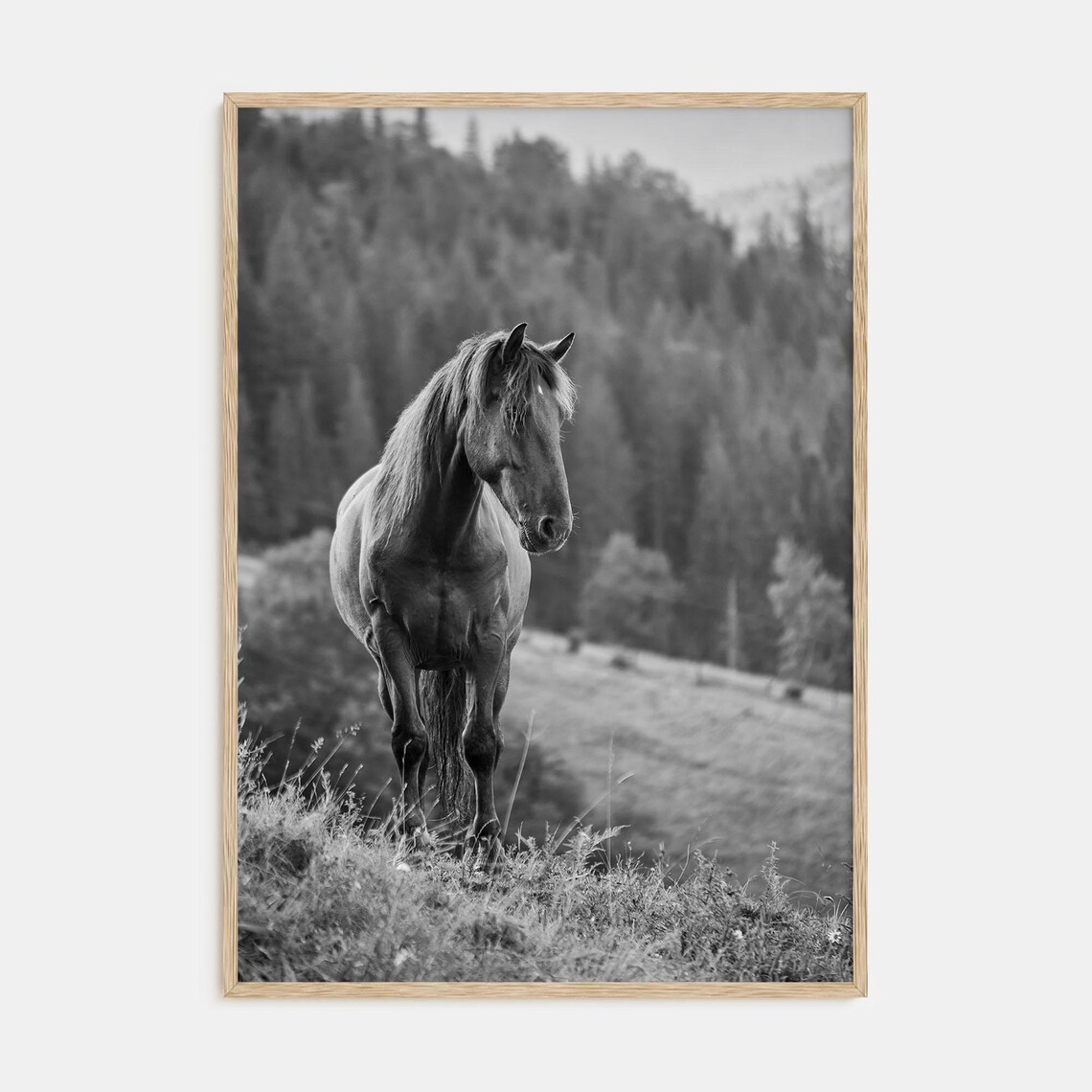 Fine Art Black and White Horse Photography Art Print