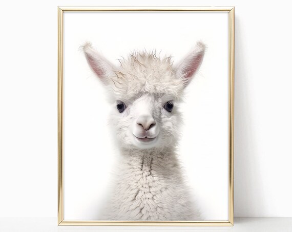 Adorable Baby Alpaca Closeup Portrait Nursery Animal Art Print