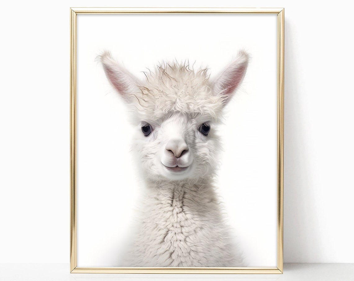 Adorable Baby Alpaca Closeup Portrait Nursery Animal Art Print