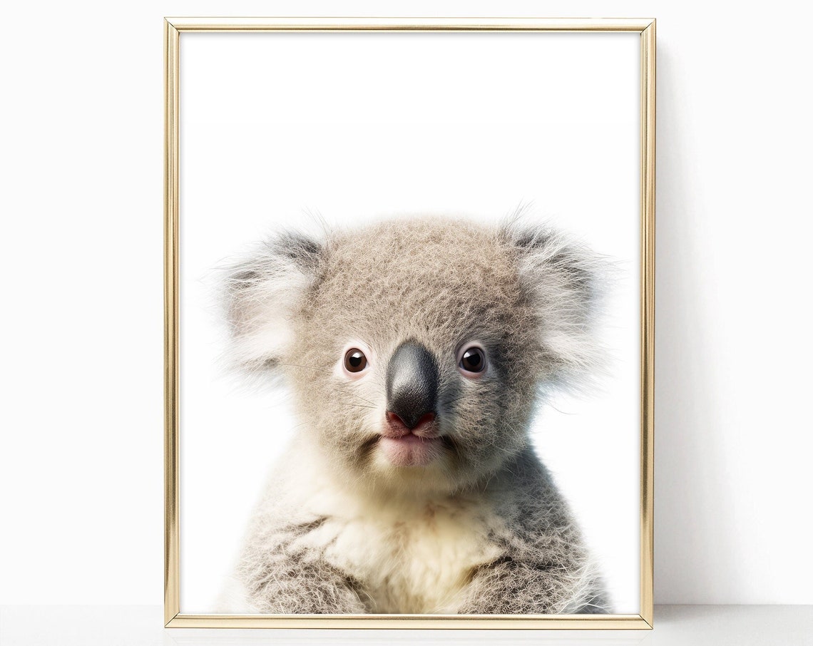 Adorable Baby Koala Closeup Portrait Nursery Animal Art Print