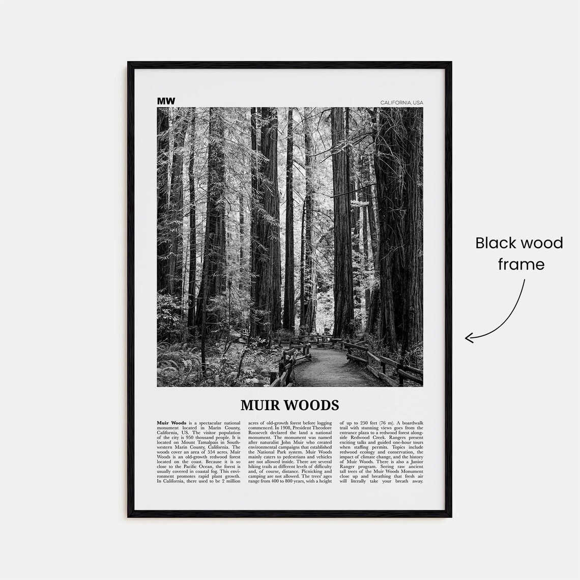 Muir Woods National Monument, Black and White Travel Poster - Image 3