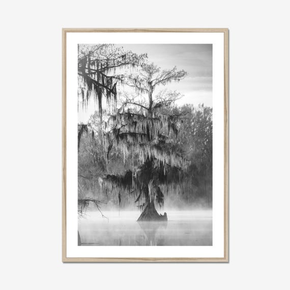 Morning Fog In Louisiana Swamp, Caddo Lake Photo