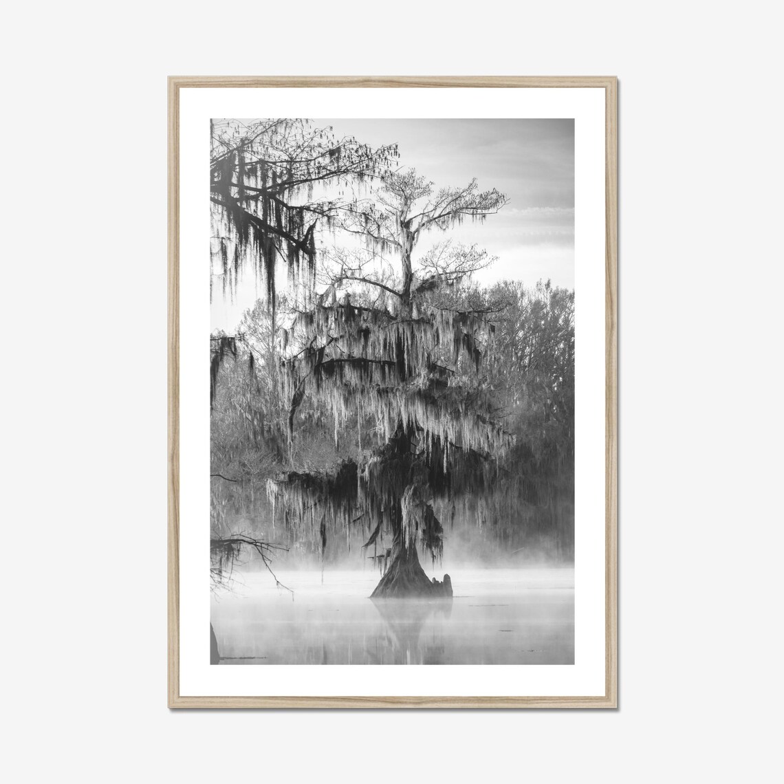 Morning Fog In Louisiana Swamp, Caddo Lake Photo