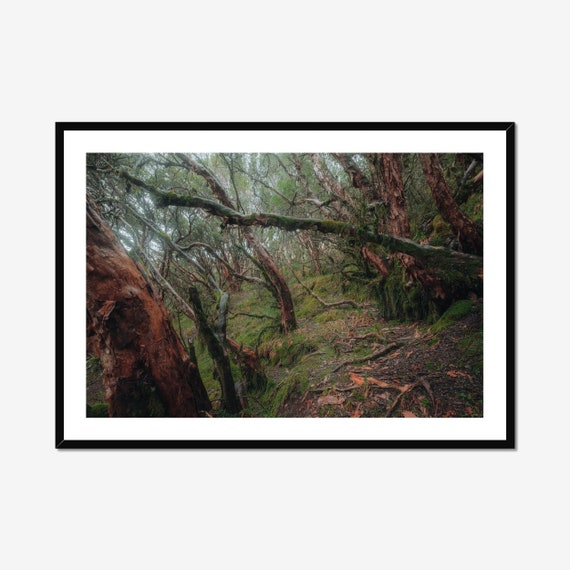 Magical Forest Poster Print, Mystical Forest Pathway