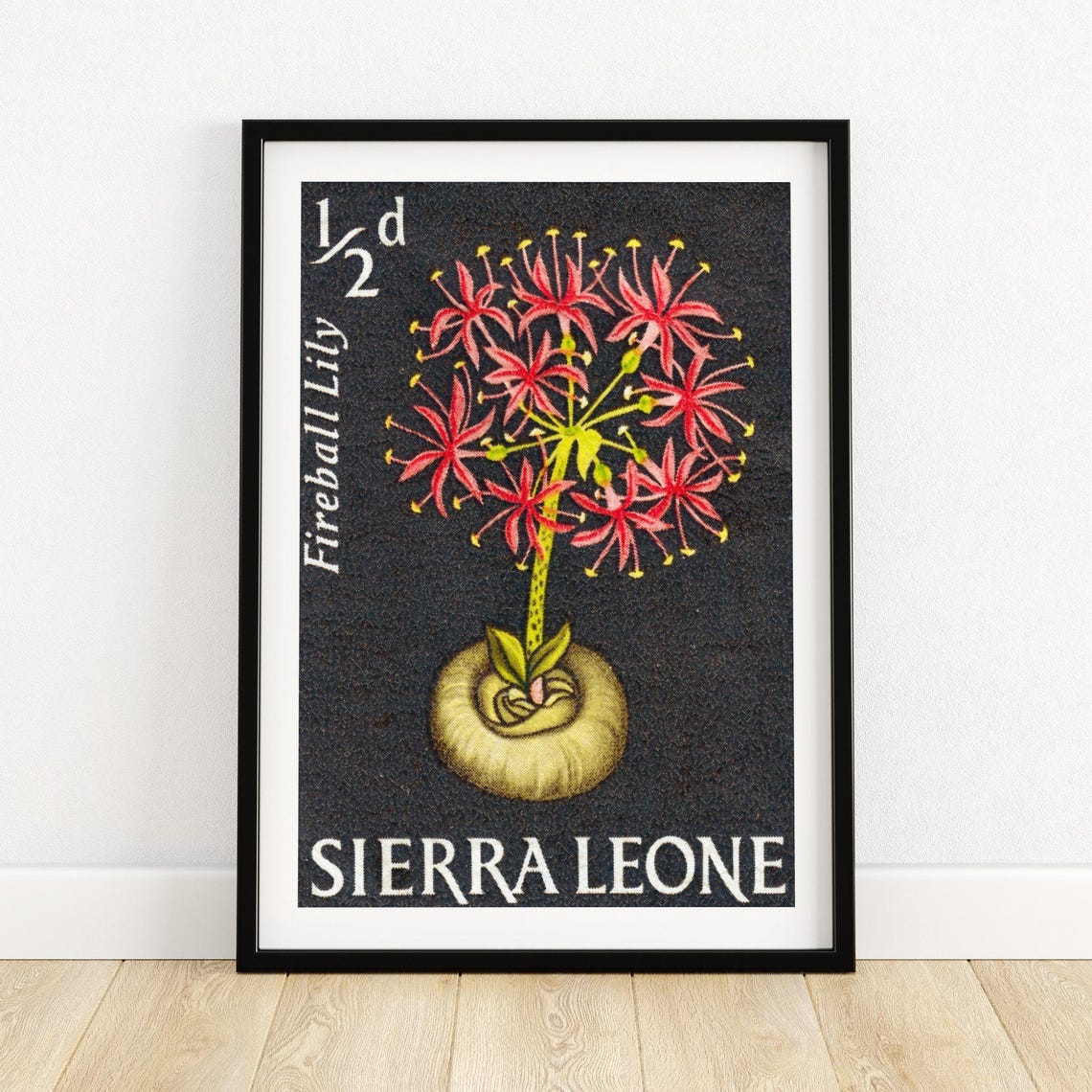 Sierra Leone Fireball Lily Flower Botanical Stamp Art Poster