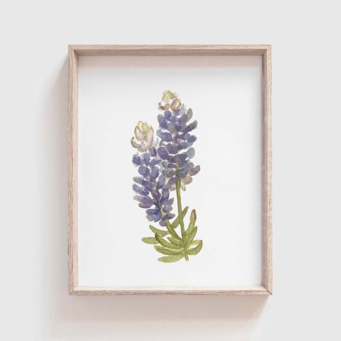 Bluebonnet Watercolor Flower Art Print, Home Decor