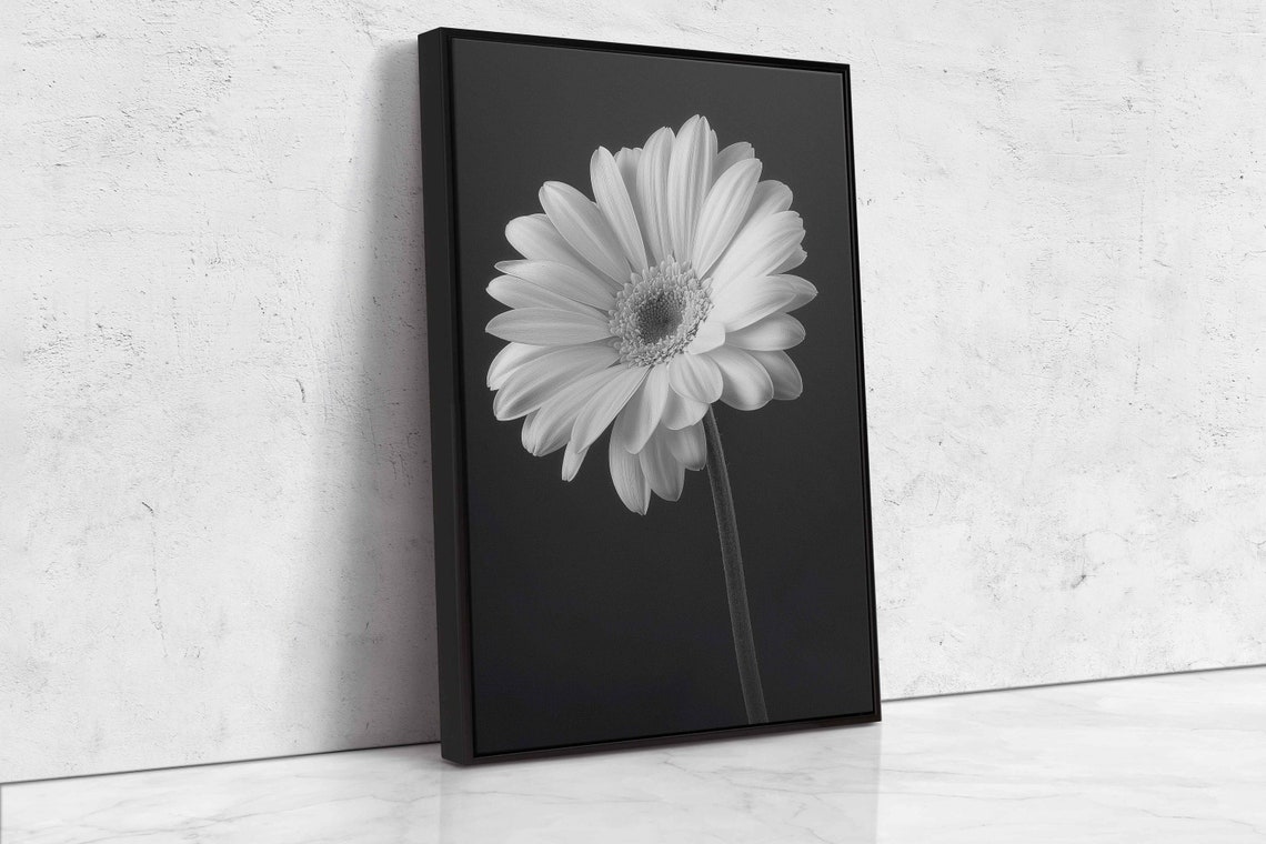 Monochrome Daisy Close Up White Flower Black Background Art Print - Image 4