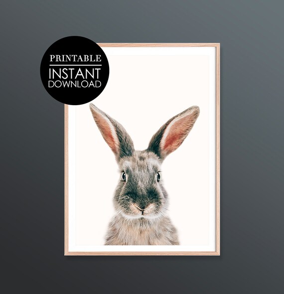 Gray Bunny Portrait Minimalist Cute Animal Photo Decor Art Poster