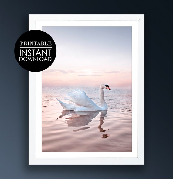 White Swan Sunrise Pink Water Reflection Elegant Photo Poster