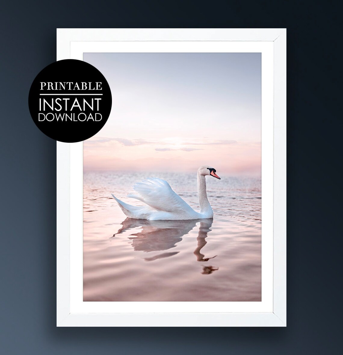 White Swan Sunrise Pink Water Reflection Elegant Photo Poster