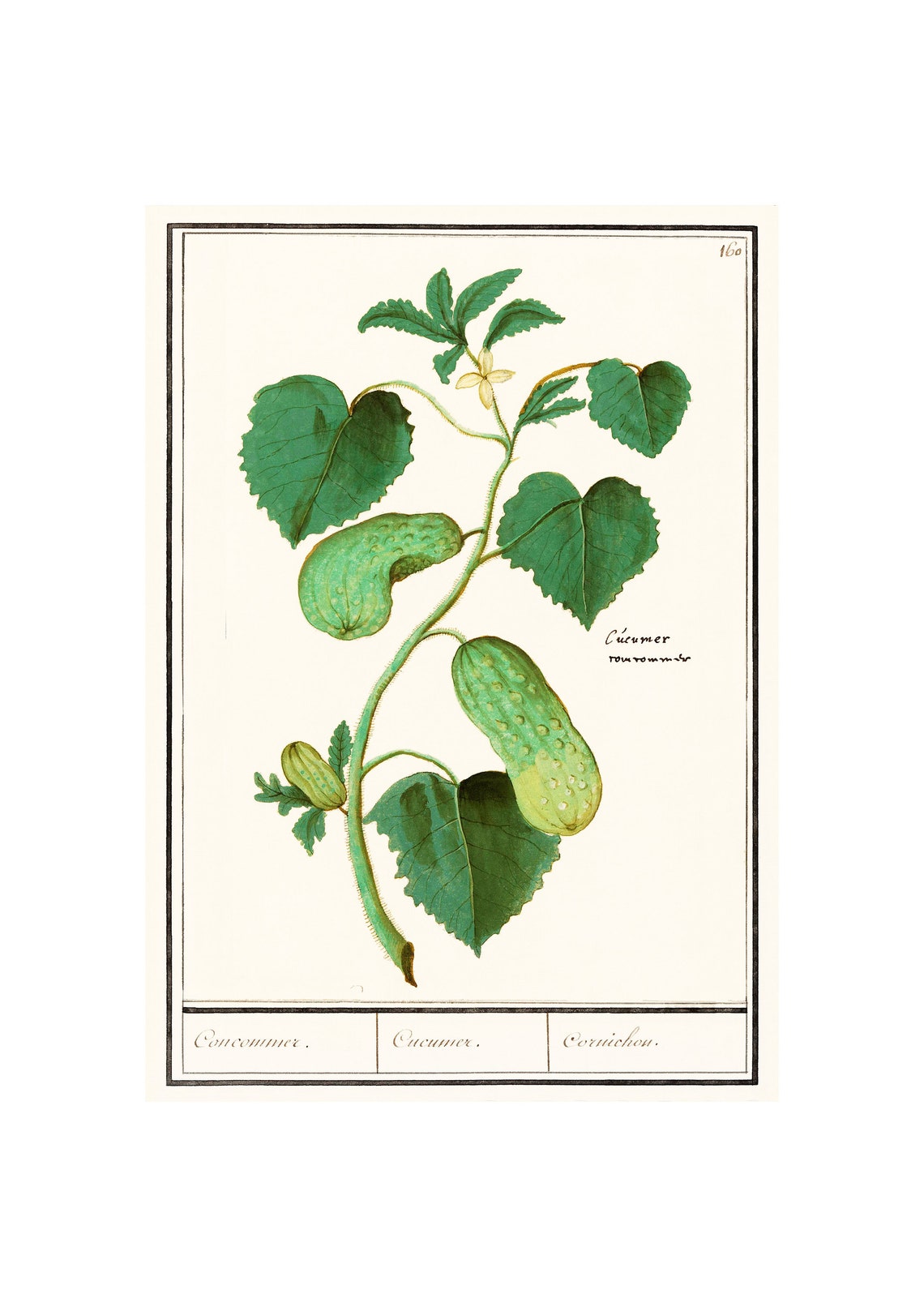 Cucumber Vine Antique Botanical Plate Inscribed Cucumer Kitchen Poster