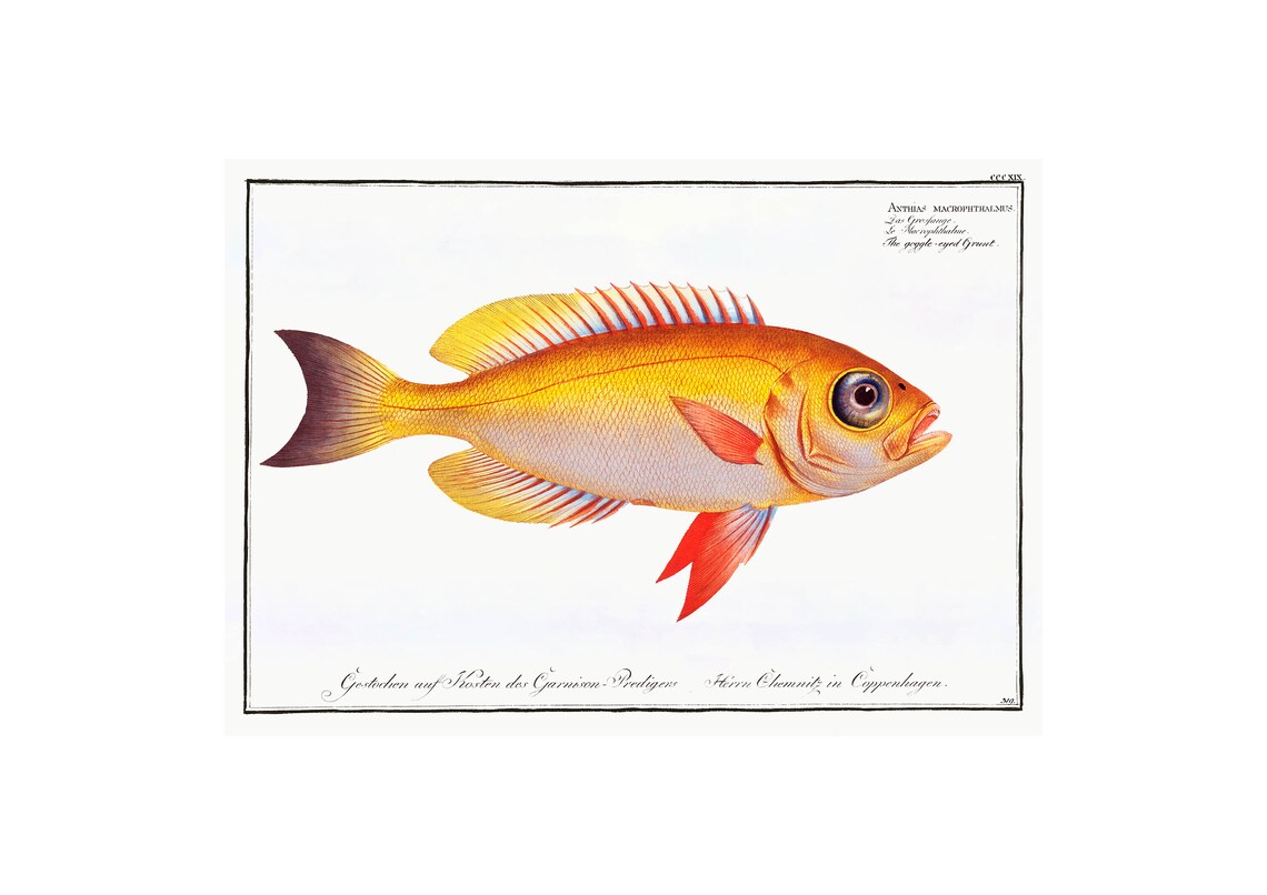 Goggle Eyed Grunt Fish Antique Lithograph