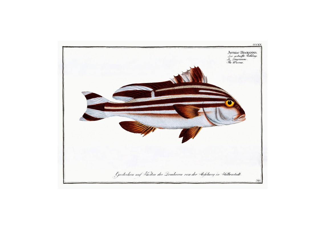 Warna Fish Antique Lithograph