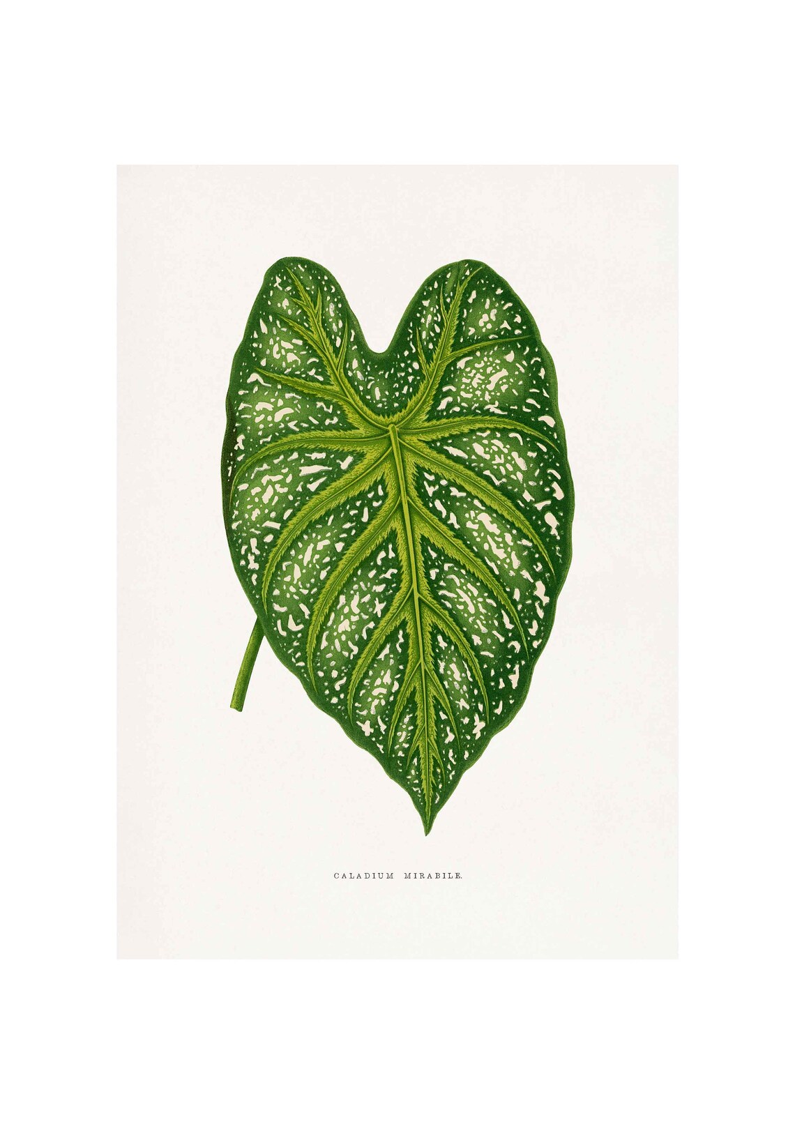 Caladium Mirabile Speckled Heart Leaf Vintage Botanical Art Print