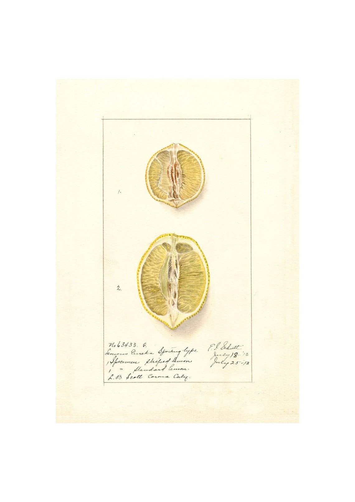 Eureka Lemon Halves Antique Pomological Watercolor 1913 Art Poster