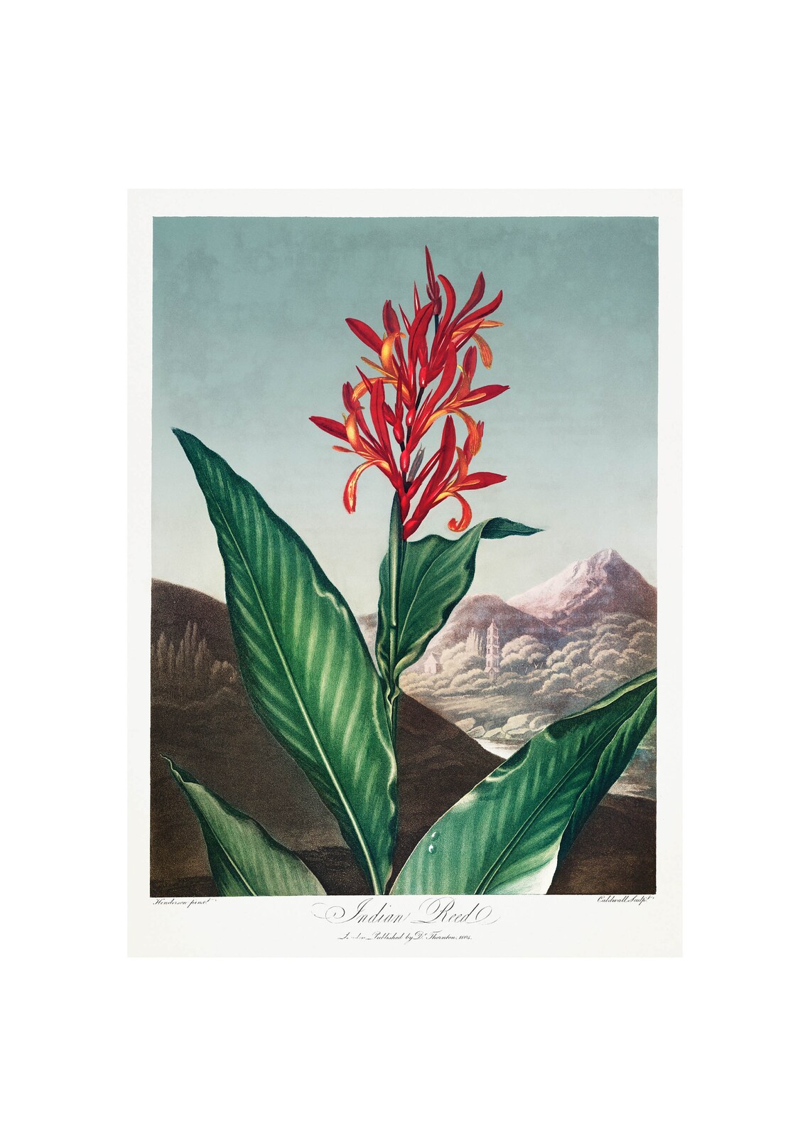 Indian Reed Antique Lithograph by Robert Thornton