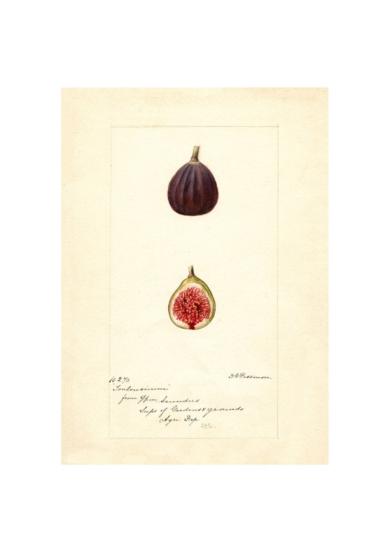 Pomological Watercolor Figs, 1886-1916 Art Print