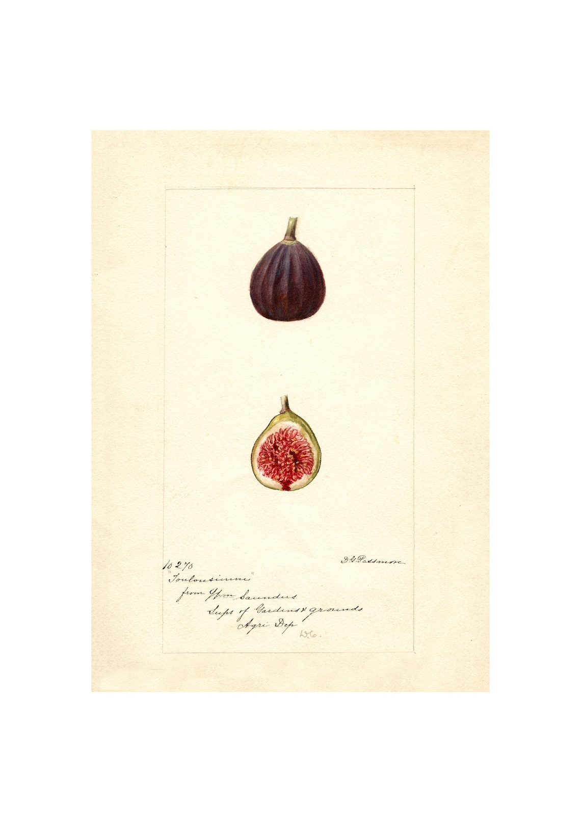 Pomological Watercolor Figs, 1886-1916 Art Print