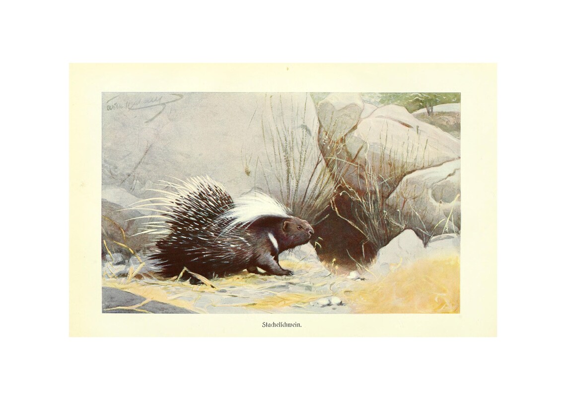 Porcupine Antique Lithograph by Alfred Brehm