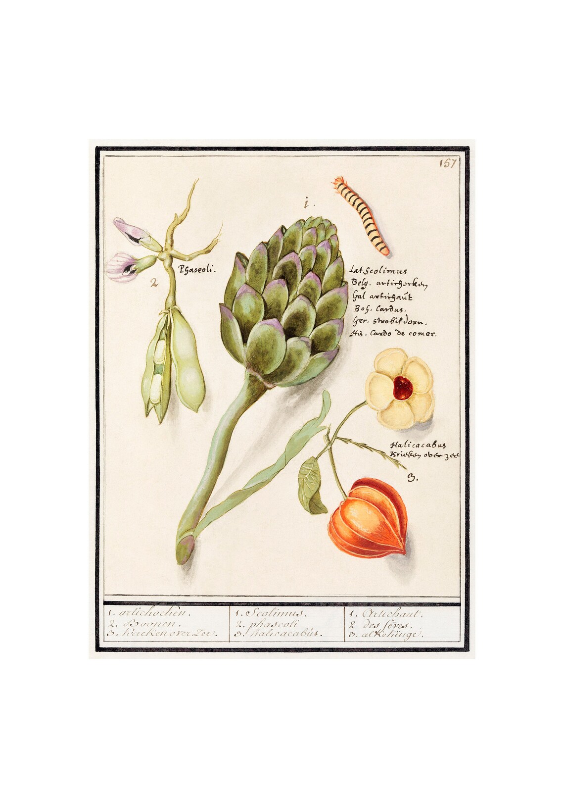 Artichoke, Broad Beans, Physalis Vintage Lithograph