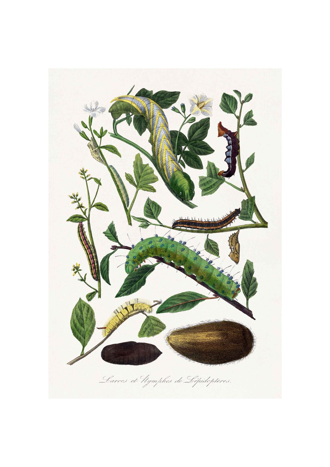 Vintage Caterpillar Insects and Flies Art Print
