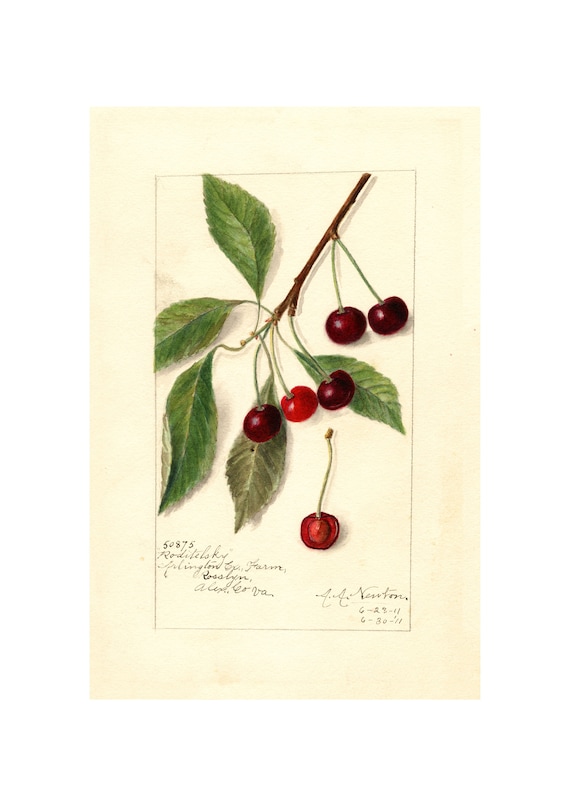 Pomological Watercolor Collection Sweet Cherry C 1886 1916 Giclee Fine Art Print Framedunframedcanvas