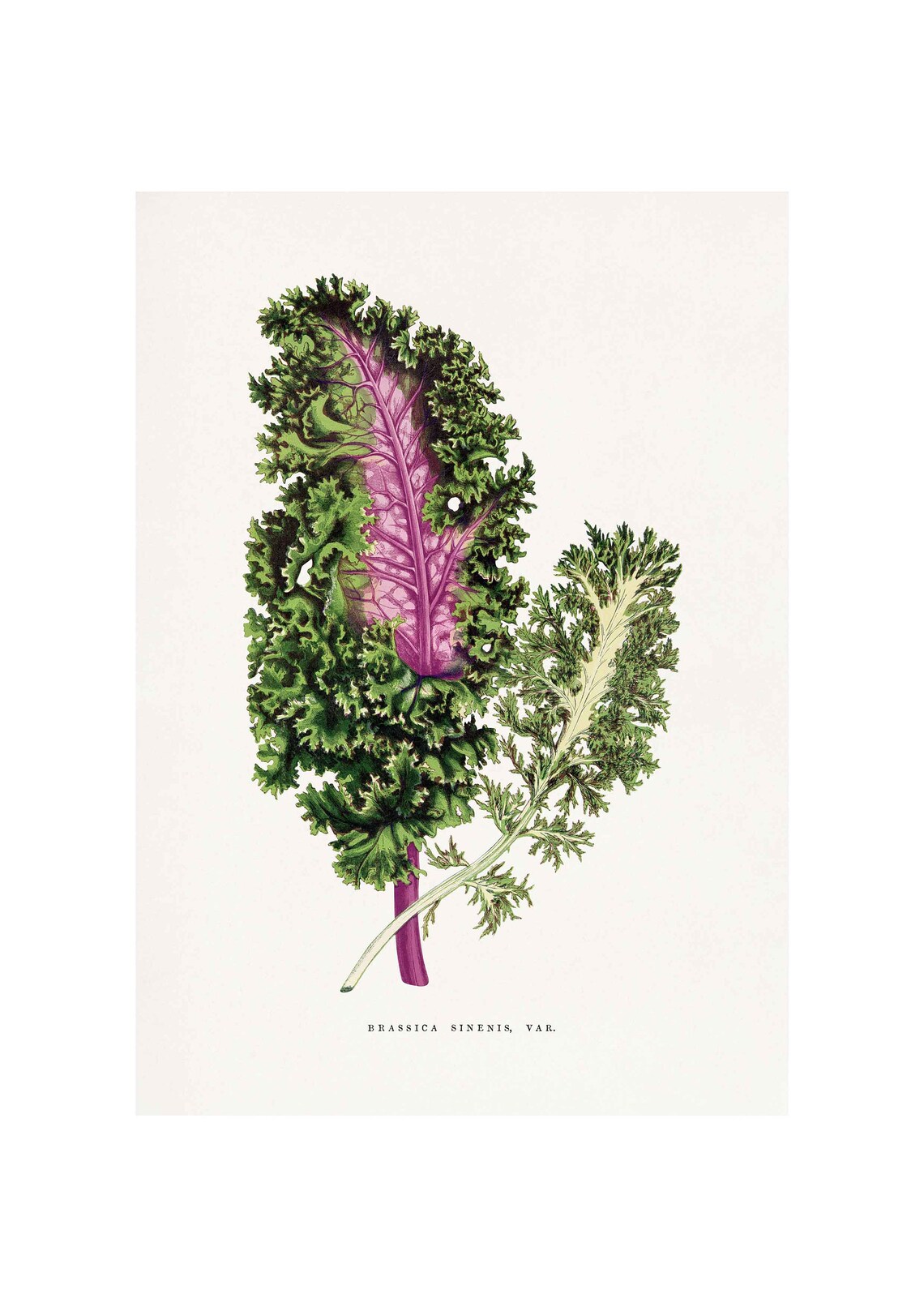 Vintage Green Wild Cabbage Leaf Plant Art Print