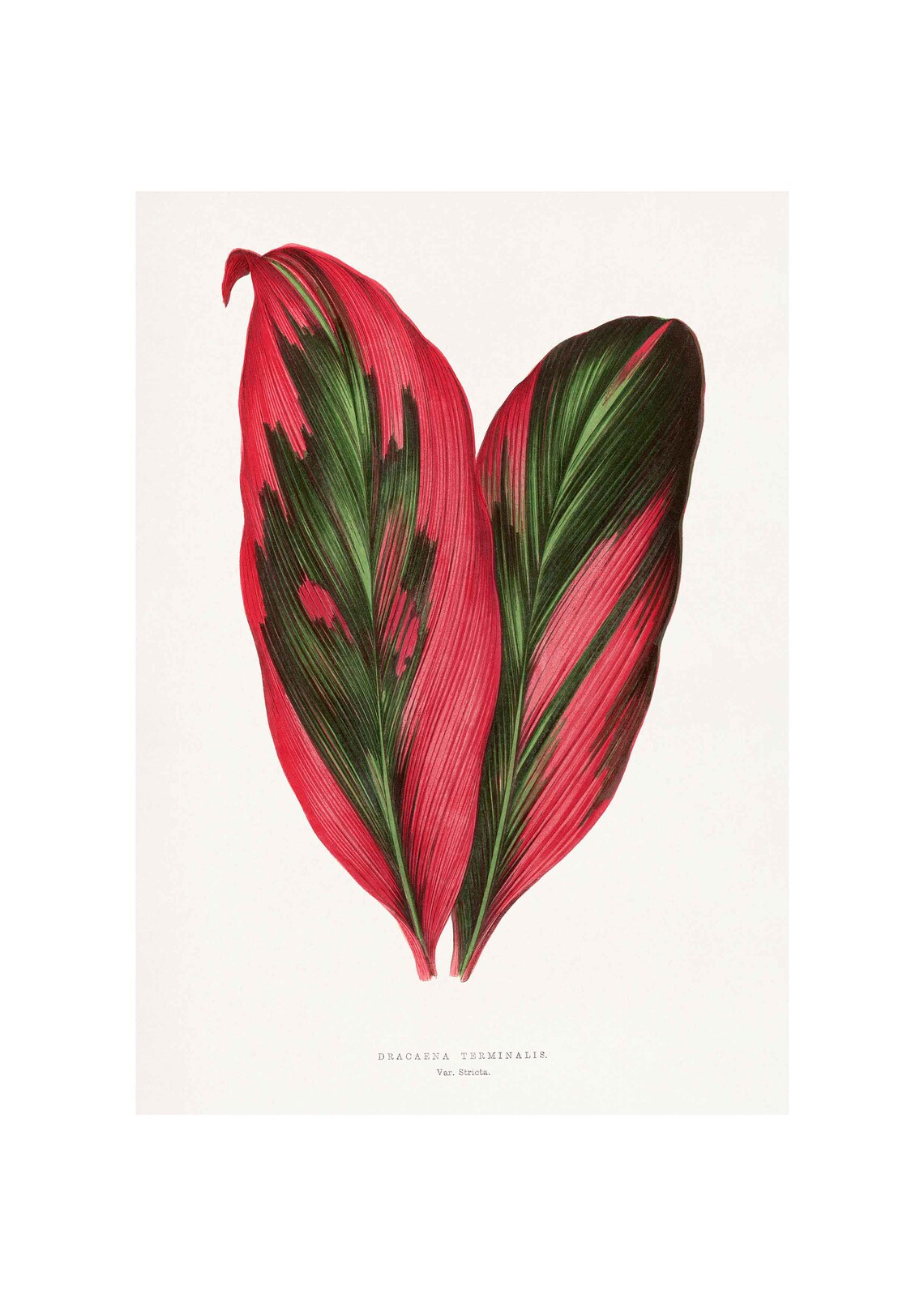 Vintage Dracaena Terminalis Leaf Plant Art Print