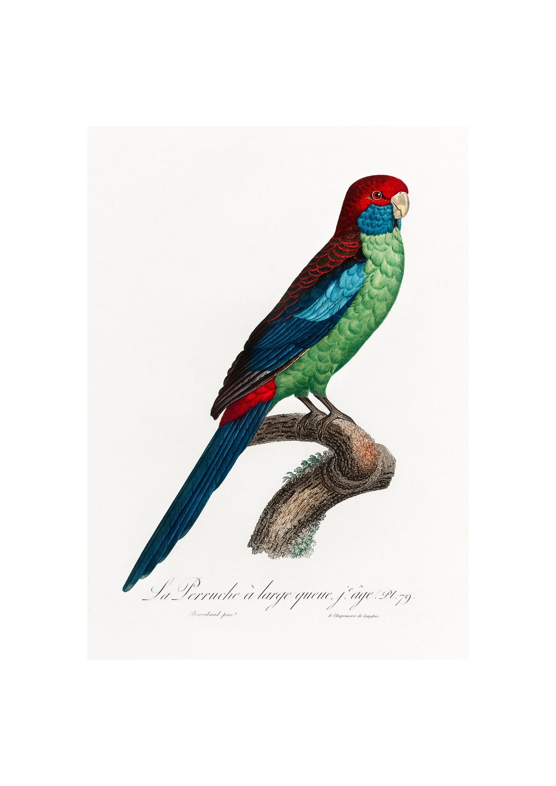 Broad Tailed Parrot Fine Art Print