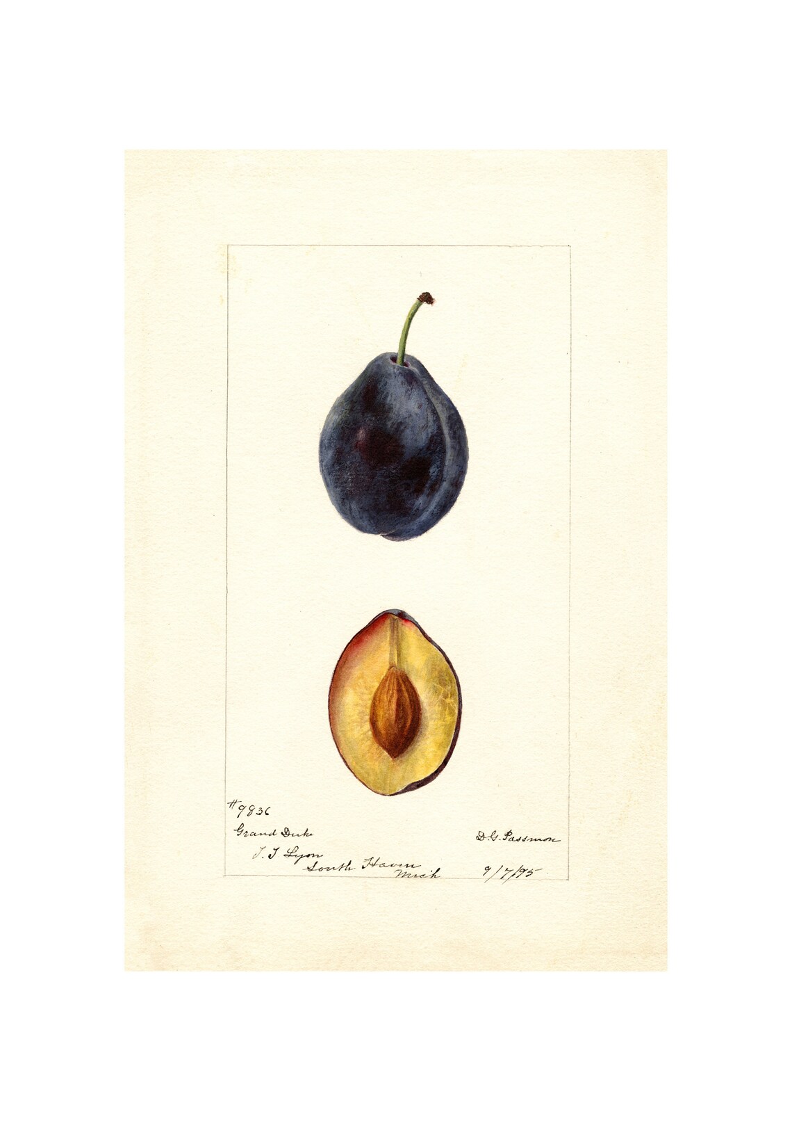 Grand Duke Plum Antique Pomological Watercolor 1895 Fruit Art Poster