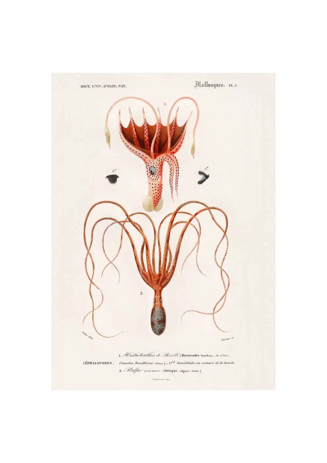 Squid and Octopus 1892 Antique Natural History Cephalopod Art Poster