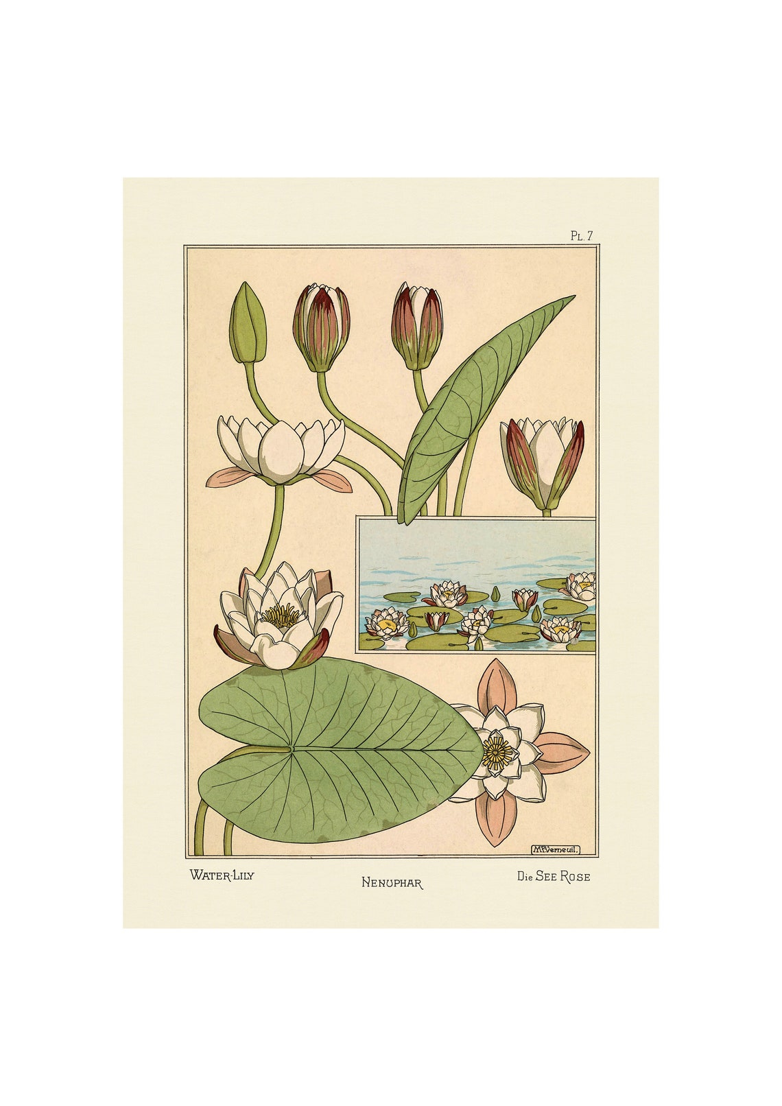 1896 Art Nouveau Water Lily Botanical Study Illustration Poster