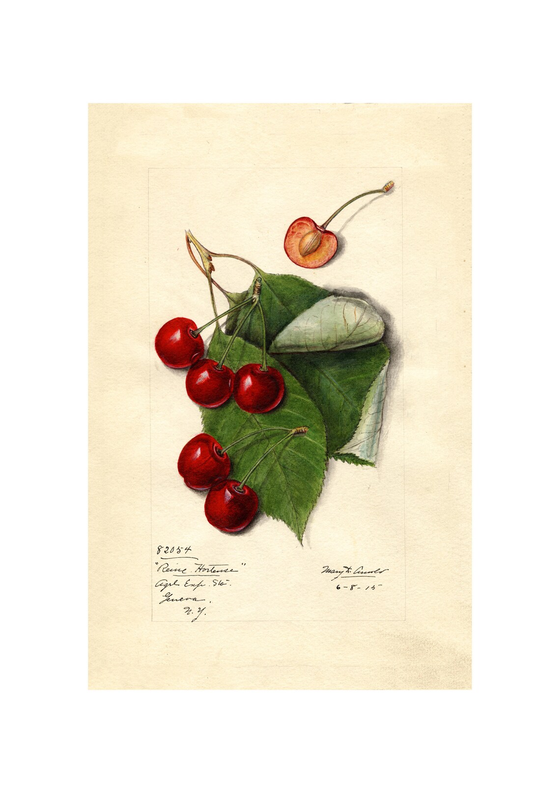Pomological Watercolor Collection Cherry C 1886 1916 Giclee Fine Art Print Framedunframedcanvas