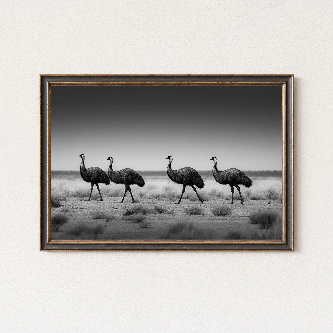 Emus Walking In Outback Desert Black And White Bird Photo Poster