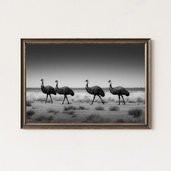 Emus Walking In Outback Desert Black And White Bird Photo Poster