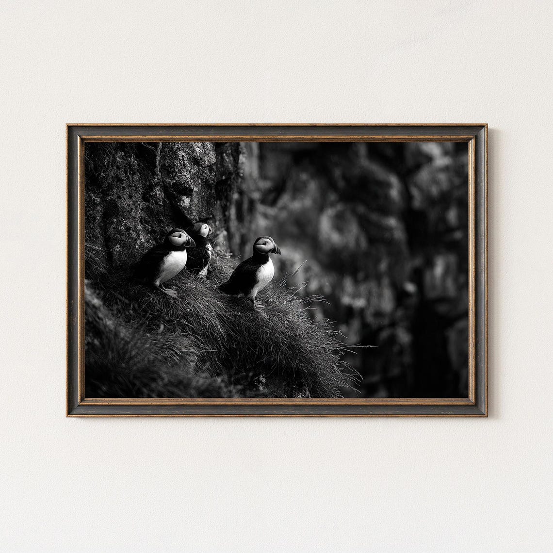 Three Atlantic Puffins Cliff Ledge Black and White Photo Poster