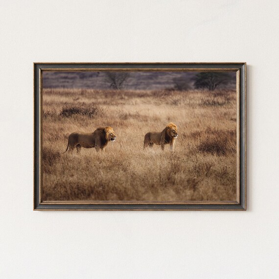 Lion Photography Print African Wildlife Wall Art