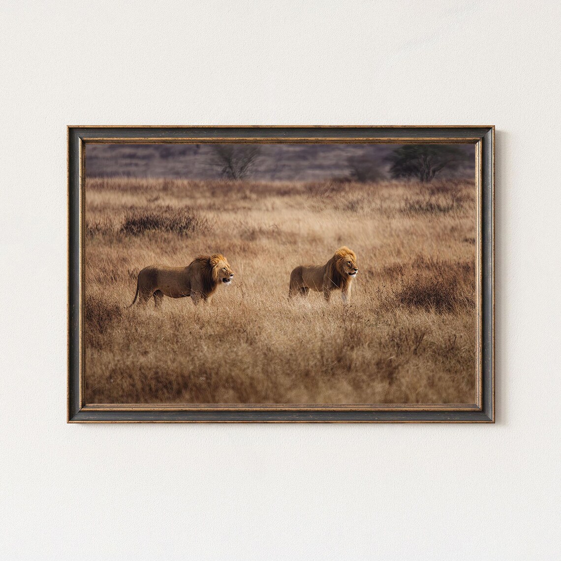 Lion Photography Print African Wildlife Wall Art