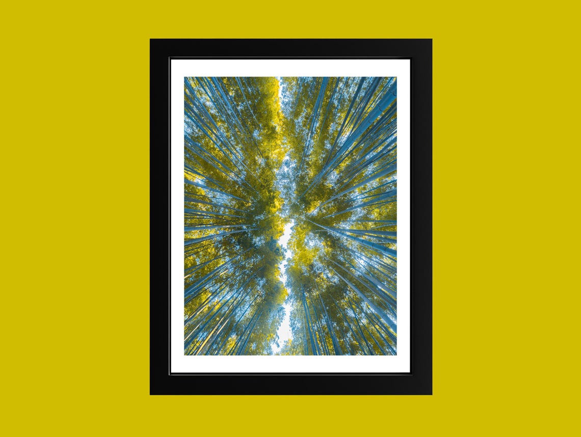 Forest Canopy Wall Art Print Upward Tree Photography Nature Landscape