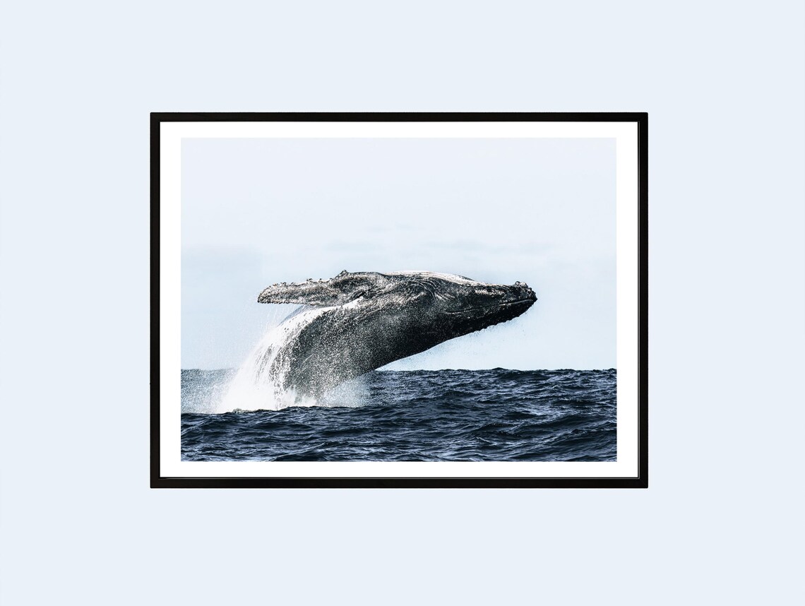 Humpback Whale Breaching Ocean Splash Wildlife Photography Art Print