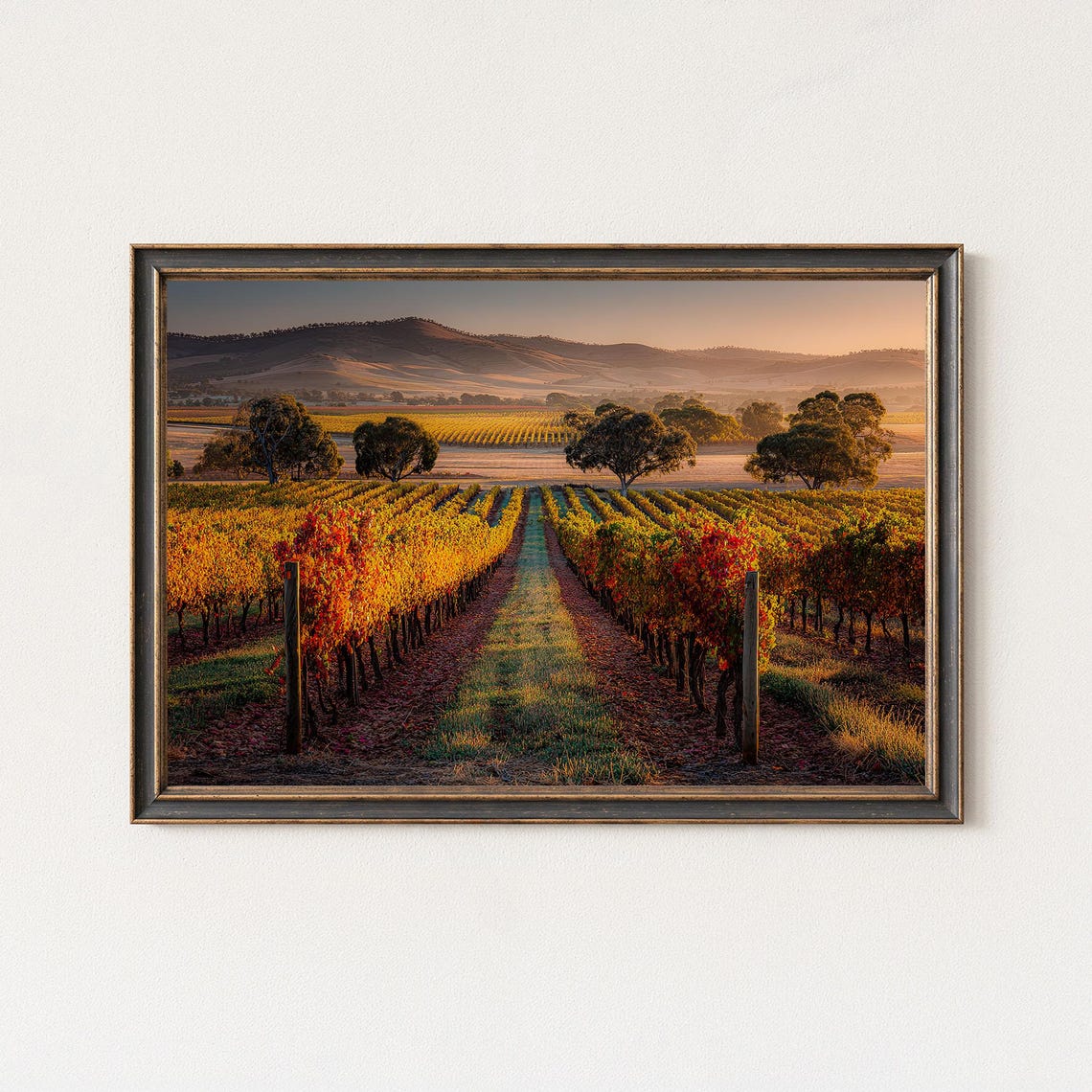 Autumn Vineyard Golden Hour Rows Rolling Hills Harvest Framed Wall Art