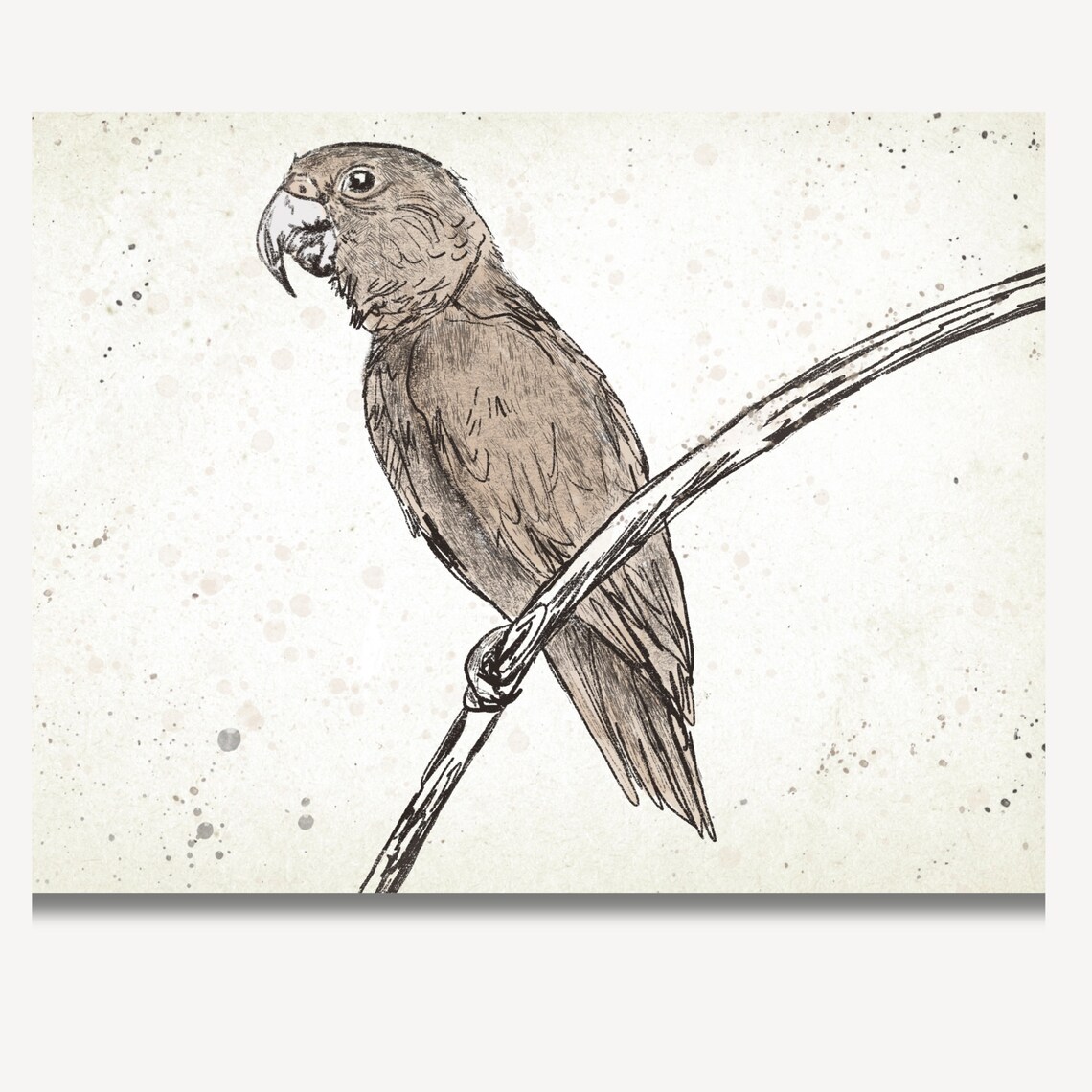 Parrot Perched On Branch Sketch Safari Bird Vintage Art Poster - Image 3